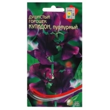 Семена цветов Горошек душистый "Купидон", пурпурный, 6 шт, 2 шт.