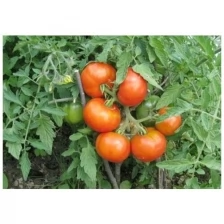 Семена томата Сибирский Скороспелый белый пакет