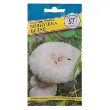 Мицелий грибов Волнушка белая, 60 мл, 5 шт.