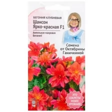 Бегония клубневая Шансон Ярко-красная F1 6 шт, семена однолетних цветов для сада дачи, однолетние цветы для балкона для горшков, для домашнего выращивания