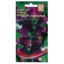 Семена цветов Горошек душистый "Купидон", пурпурный, 6 шт